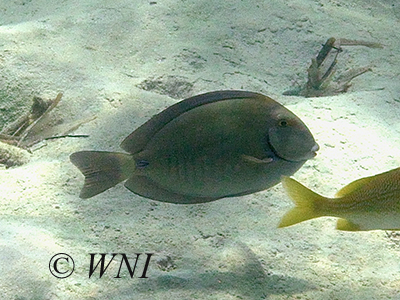 Doctorfish (Acanthurus chirurgus)